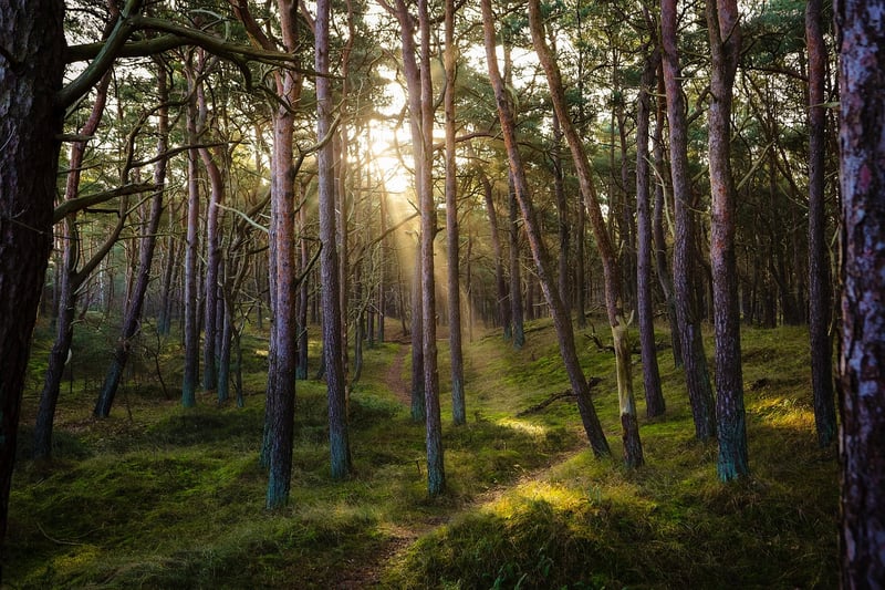 Cryptic Forest